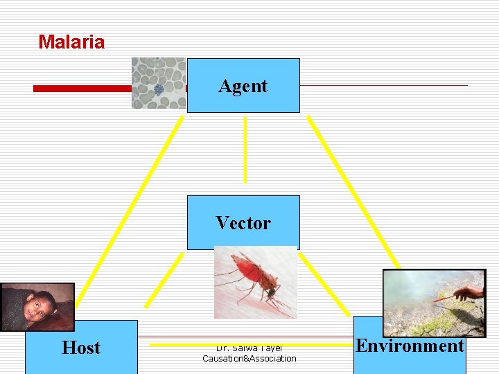 Malaria Agent Vector 12/10/2009 Host Dr. Salwa Tayel Causation&Association 11 Environment 