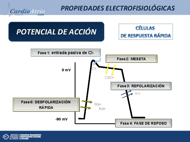 PROPIEDADES ELECTROFISIOLÓGICAS POTENCIAL DE ACCIÓN Fase 1: entrada pasiva de Cl. Fase 2: MESETA PROPIEDADES ELECTROFISIOLÓGICAS POTENCIAL DE ACCIÓN Fase 1: entrada pasiva de Cl. Fase 2: MESETA