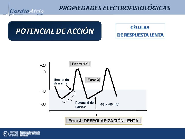 PROPIEDADES ELECTROFISIOLÓGICAS POTENCIAL DE ACCIÓN Fases 1/2 +20 0 Umbral de descarga Fase 3 PROPIEDADES ELECTROFISIOLÓGICAS POTENCIAL DE ACCIÓN Fases 1/2 +20 0 Umbral de descarga Fase 3