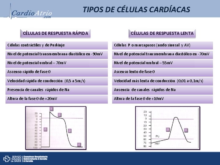 TIPOS DE CÉLULAS CARDÍACAS CÉLULAS DE RESPUESTA RÁPIDA CÉLULAS DE RESPUESTA LENTA Células contráctiles TIPOS DE CÉLULAS CARDÍACAS CÉLULAS DE RESPUESTA RÁPIDA CÉLULAS DE RESPUESTA LENTA Células contráctiles