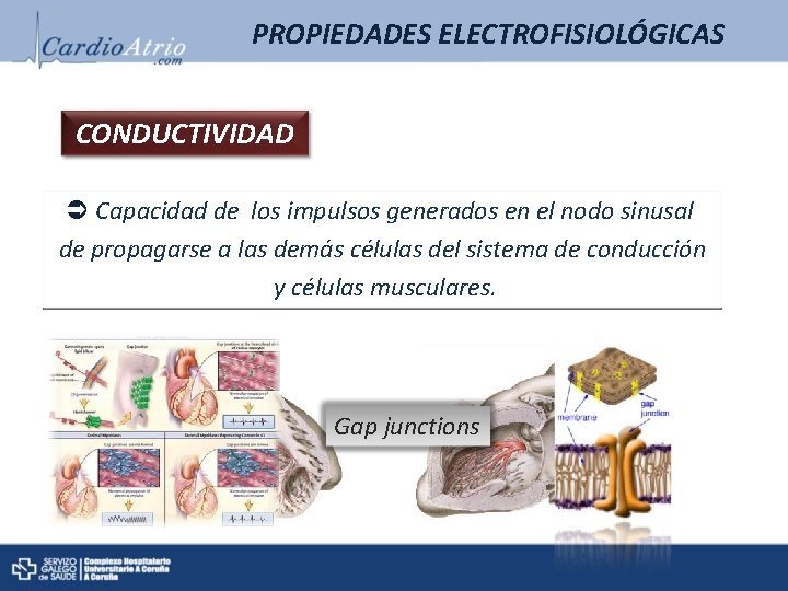 PROPIEDADES ELECTROFISIOLÓGICAS CONDUCTIVIDAD Capacidad de los impulsos generados en el nodo sinusal de propagarse PROPIEDADES ELECTROFISIOLÓGICAS CONDUCTIVIDAD Capacidad de los impulsos generados en el nodo sinusal de propagarse
