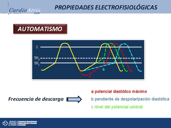 PROPIEDADES ELECTROFISIOLÓGICAS AUTOMATISMO 0 TP 2 TP 1 c b a a potencial diastólico PROPIEDADES ELECTROFISIOLÓGICAS AUTOMATISMO 0 TP 2 TP 1 c b a a potencial diastólico