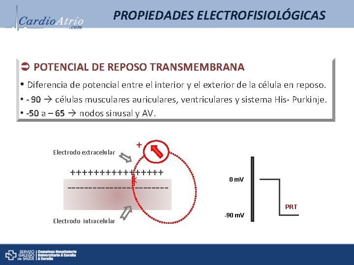 PROPIEDADES ELECTROFISIOLÓGICAS POTENCIAL DE REPOSO TRANSMEMBRANA • Diferencia de potencial entre el interior y PROPIEDADES ELECTROFISIOLÓGICAS POTENCIAL DE REPOSO TRANSMEMBRANA • Diferencia de potencial entre el interior y