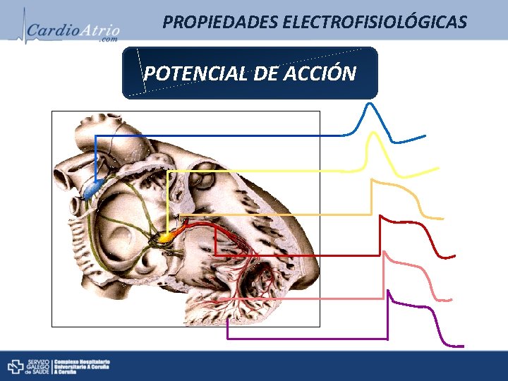 PROPIEDADES ELECTROFISIOLÓGICAS POTENCIAL DE ACCIÓN PROPIEDADES ELECTROFISIOLÓGICAS POTENCIAL DE ACCIÓN