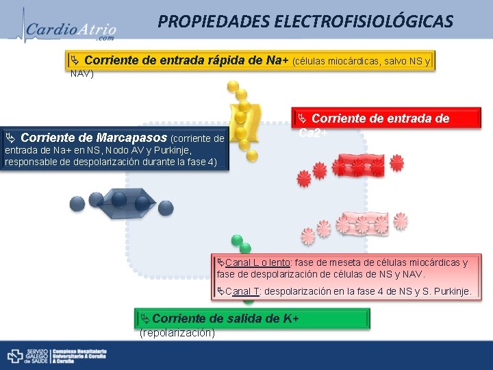 PROPIEDADES ELECTROFISIOLÓGICAS Ä Corriente de entrada rápida de Na+ (células miocárdicas, salvo NS y PROPIEDADES ELECTROFISIOLÓGICAS Ä Corriente de entrada rápida de Na+ (células miocárdicas, salvo NS y