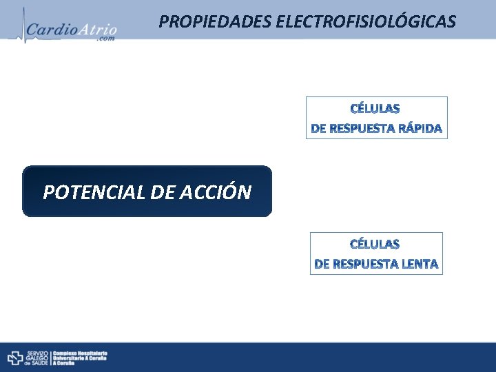 PROPIEDADES ELECTROFISIOLÓGICAS POTENCIAL DE ACCIÓN PROPIEDADES ELECTROFISIOLÓGICAS POTENCIAL DE ACCIÓN