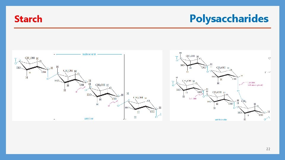 Starch Polysaccharides 22 