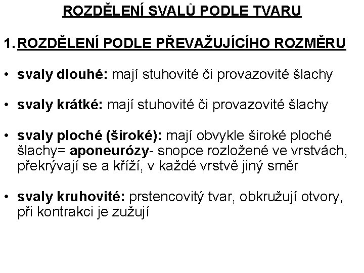 ROZDĚLENÍ SVALŮ PODLE TVARU 1. ROZDĚLENÍ PODLE PŘEVAŽUJÍCÍHO ROZMĚRU • svaly dlouhé: mají stuhovité