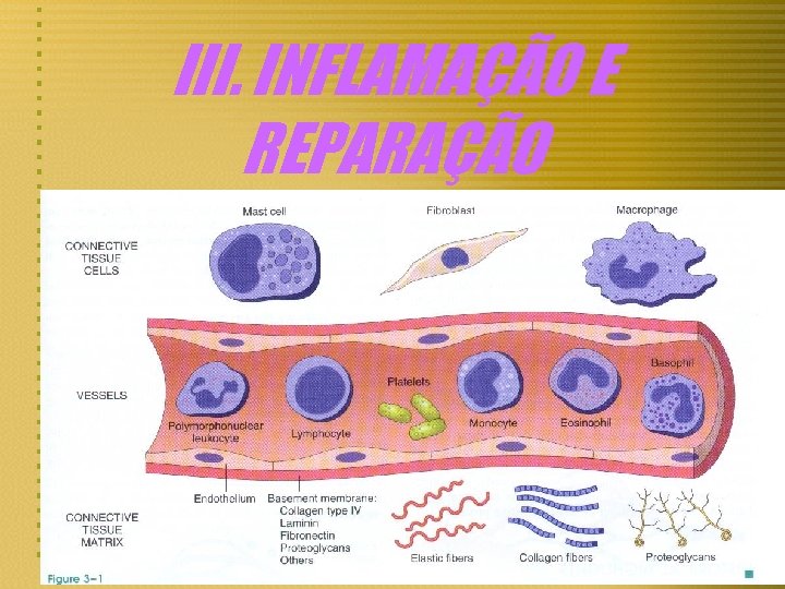 III. INFLAMAÇÃO E REPARAÇÃO 