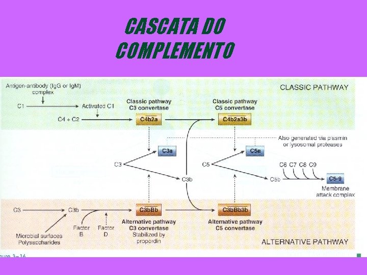 CASCATA DO COMPLEMENTO 