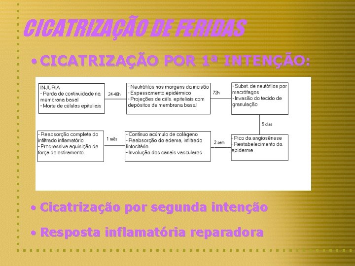 CICATRIZAÇÃO DE FERIDAS • CICATRIZAÇÃO POR 1ª INTENÇÃO: • Cicatrização por segunda intenção •