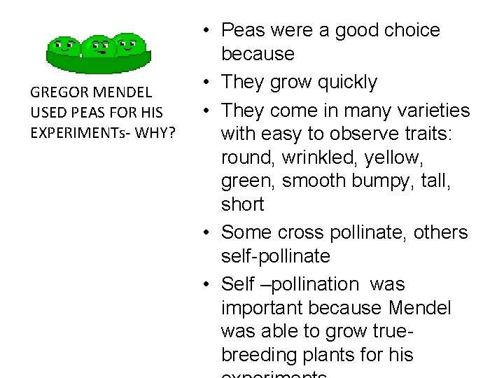 GREGOR MENDEL USED PEAS FOR HIS EXPERIMENTs- WHY? • Peas were a good choice