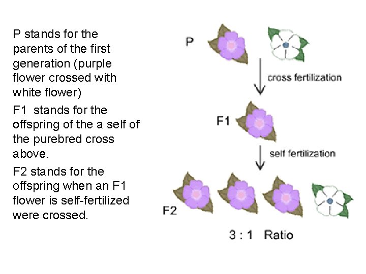 P stands for the parents of the first generation (purple flower crossed with white