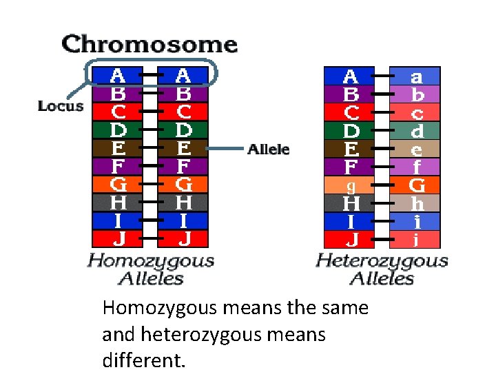 Homozygous means the same and heterozygous means different. 