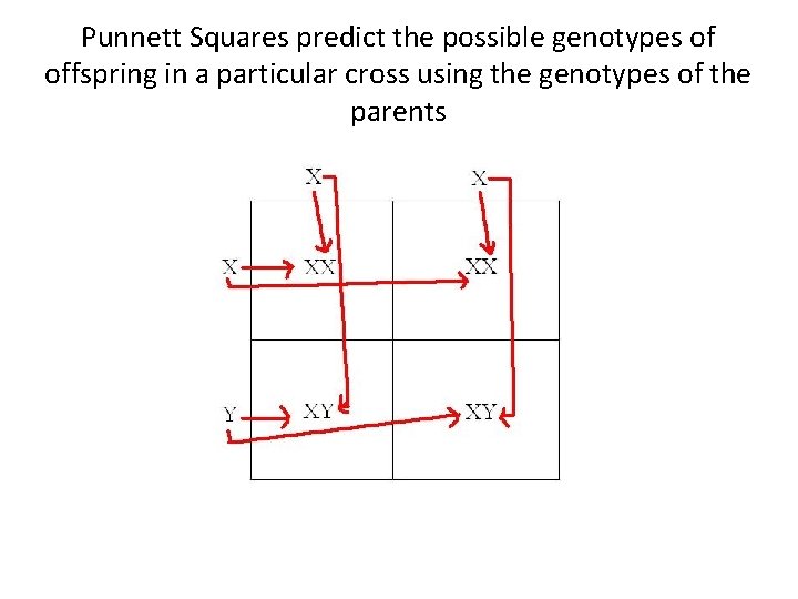 Punnett Squares predict the possible genotypes of offspring in a particular cross using the