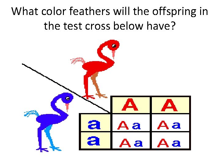 What color feathers will the offspring in the test cross below have? 