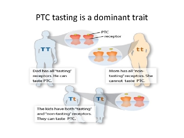 PTC tasting is a dominant trait 