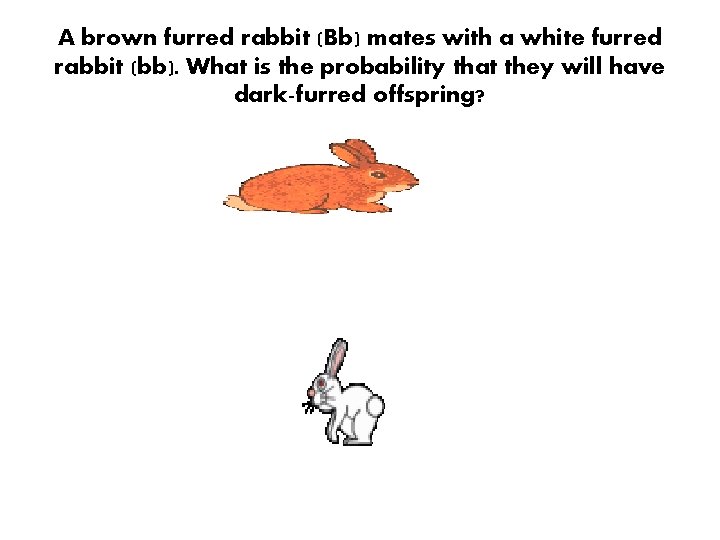 A brown furred rabbit (Bb) mates with a white furred rabbit (bb). What is