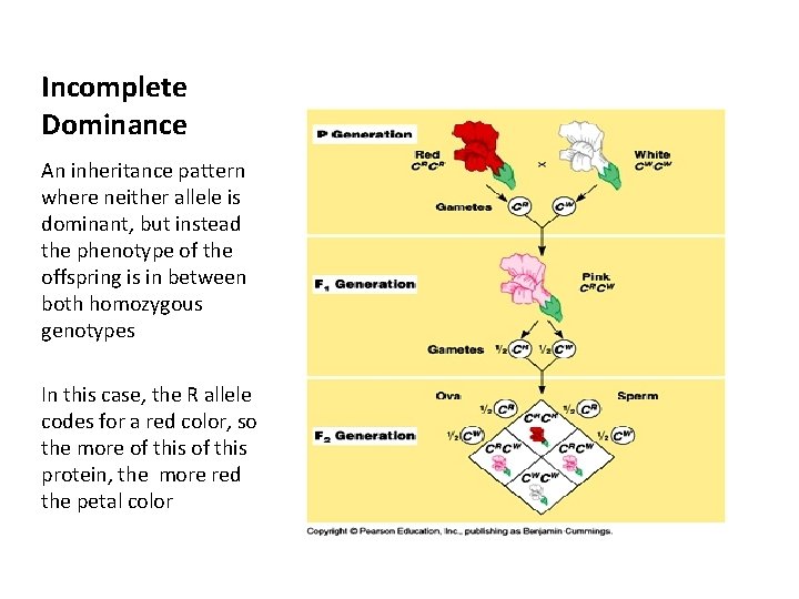 Incomplete Dominance An inheritance pattern where neither allele is dominant, but instead the phenotype