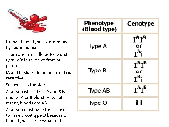 Human blood type is determined by codominance There are three alleles for blood type.