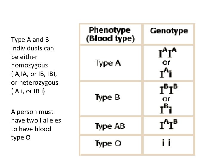 Type A and B individuals can be either homozygous (IA, or IB, IB), or