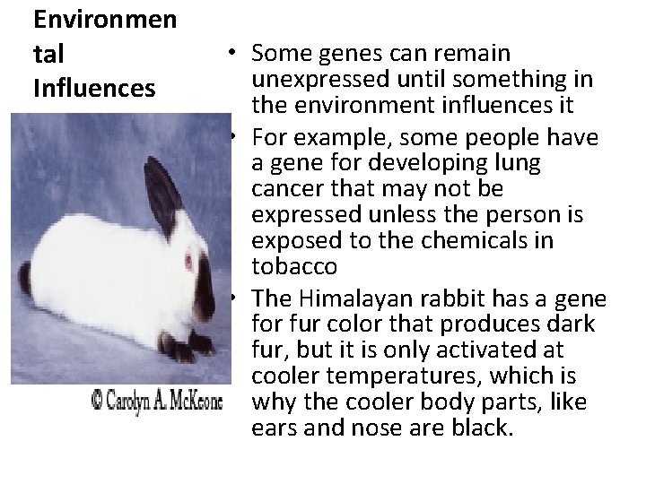 Environmen tal Influences • Some genes can remain unexpressed until something in the environment