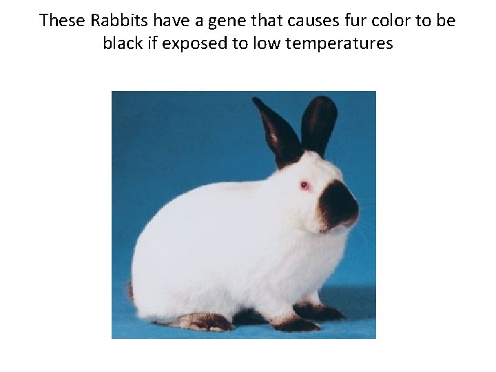 These Rabbits have a gene that causes fur color to be black if exposed