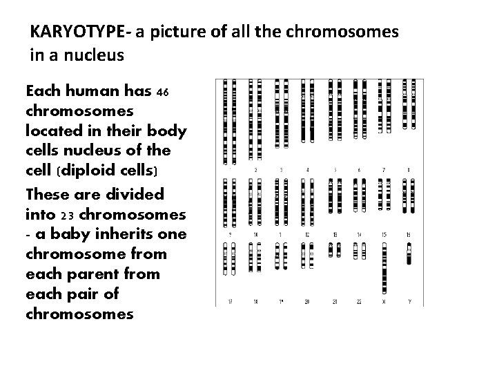 KARYOTYPE- a picture of all the chromosomes in a nucleus Each human has 46