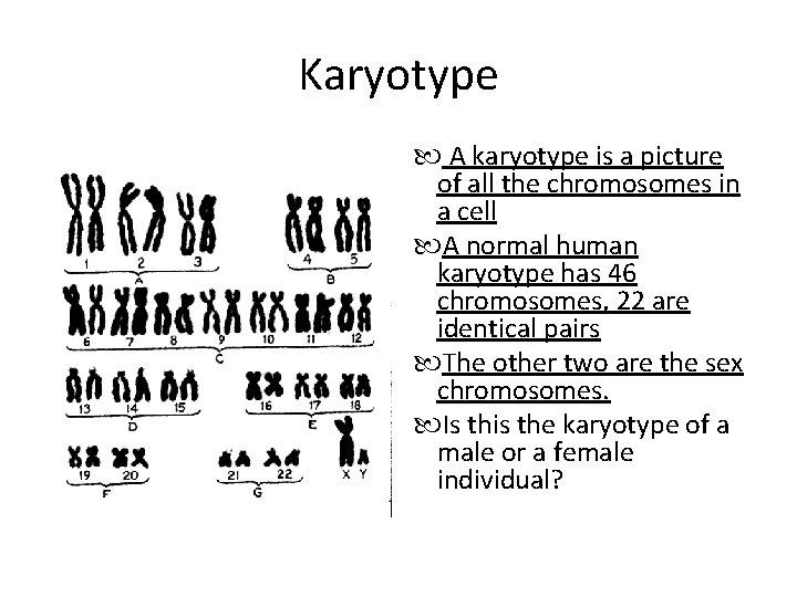 Karyotype A karyotype is a picture of all the chromosomes in a cell A