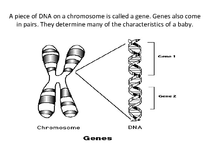 A piece of DNA on a chromosome is called a gene. Genes also come