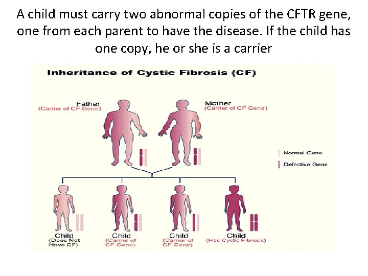 A child must carry two abnormal copies of the CFTR gene, one from each