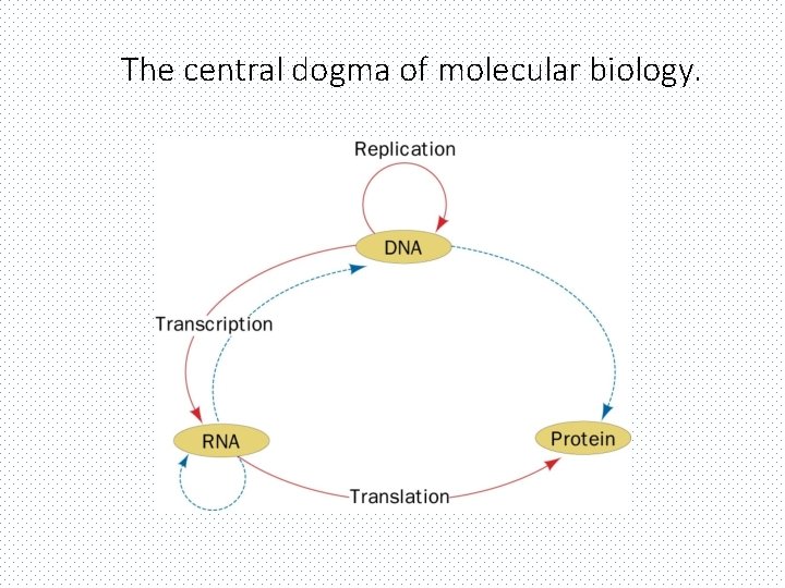 The central dogma of molecular biology. 