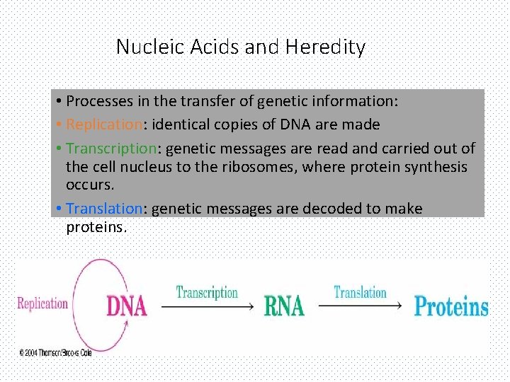 Nucleic Acids and Heredity • Processes in the transfer of genetic information: • Replication: