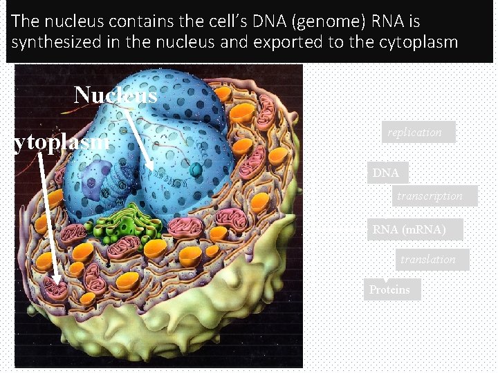 The nucleus contains the cell’s DNA (genome) RNA is synthesized in the nucleus and
