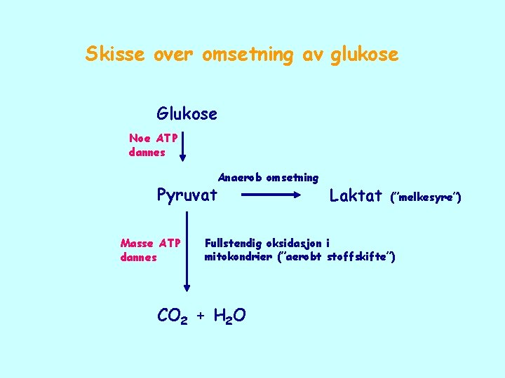Skisse over omsetning av glukose Glukose Noe ATP dannes Anaerob omsetning Pyruvat Masse ATP