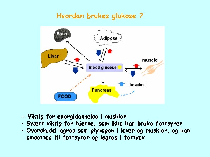 Hvordan brukes glukose ? - Viktig for energidannelse i muskler - Svært viktig for