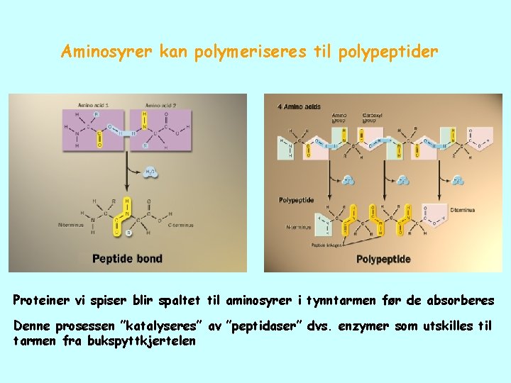 Aminosyrer kan polymeriseres til polypeptider Proteiner vi spiser blir spaltet til aminosyrer i tynntarmen