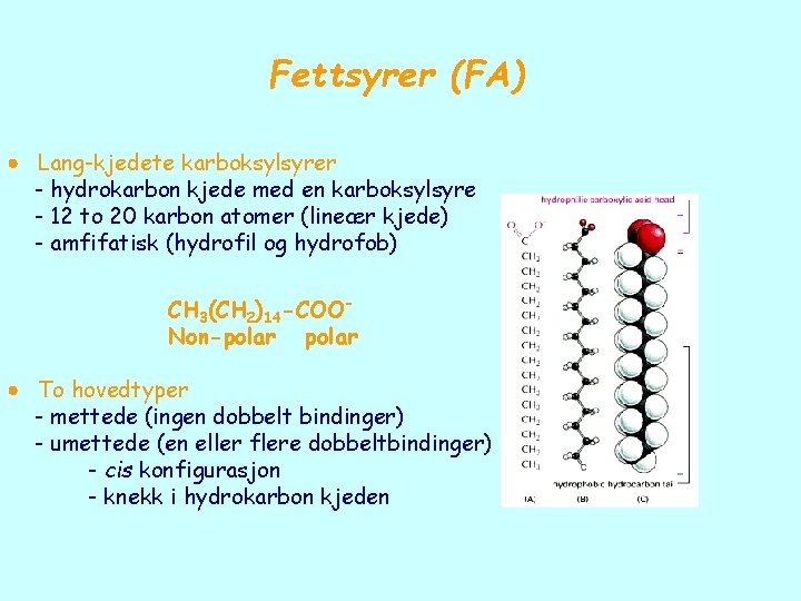 Fettsyrer (FA) Lang-kjedete karboksylsyrer - hydrokarbon kjede med en karboksylsyre - 12 to 20