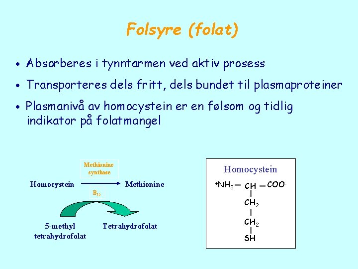Folsyre (folat) Absorberes i tynntarmen ved aktiv prosess Transporteres dels fritt, dels bundet til