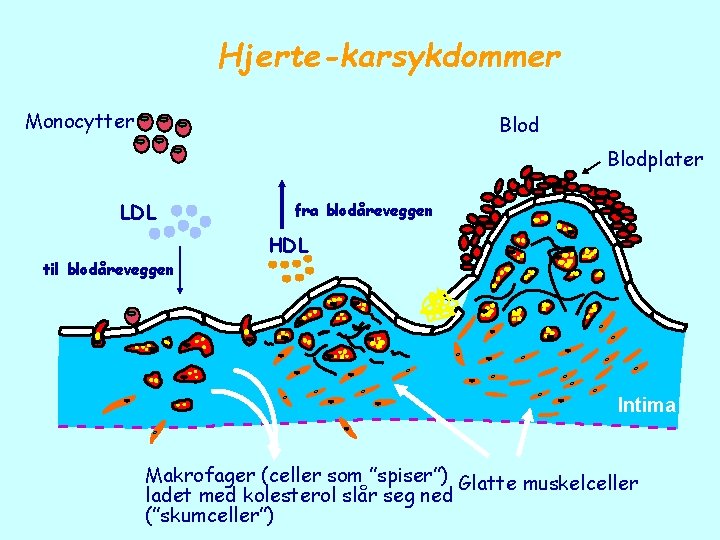 Hjerte-karsykdommer Monocytter Blodplater LDL til blodåreveggen fra blodåreveggen HDL 10 Intima Makrofager (celler som