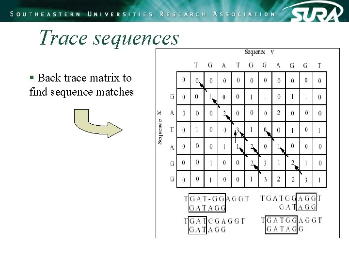 Trace sequences § Back trace matrix to find sequence matches Trace sequences § Back trace matrix to find sequence matches
