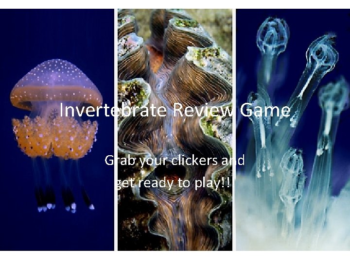 Invertebrate Review Game Grab your clickers and get ready to play!!! 