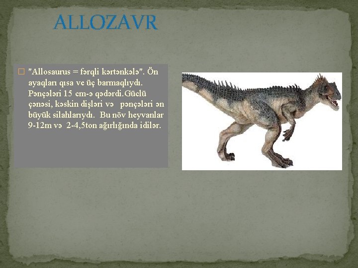 ALLOZAVR � "Allosaurus = fərqli kərtənkələ". Ön ayaqları qısa ve üç barmaqlıydı. Pənçələri 15