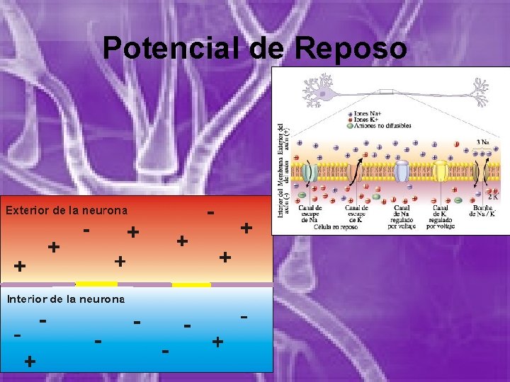 Potencial de Reposo 