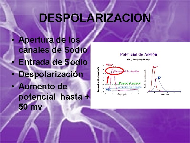 DESPOLARIZACION • Apertura de los canales de Sodio • Entrada de Sodio • Despolarización