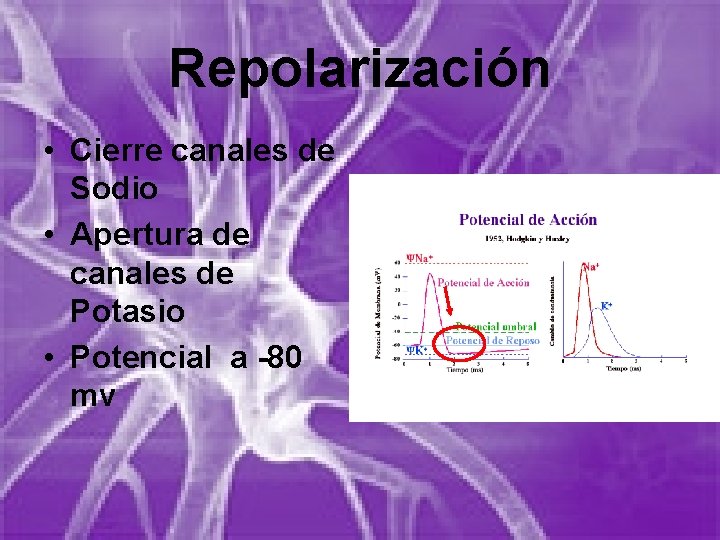 Repolarización • Cierre canales de Sodio • Apertura de canales de Potasio • Potencial