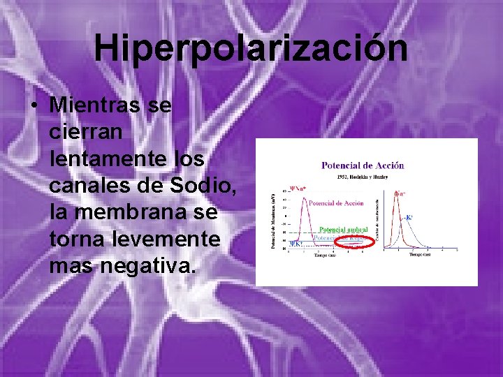 Hiperpolarización • Mientras se cierran lentamente los canales de Sodio, la membrana se torna