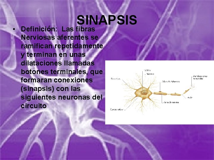 SINAPSIS • Definición: Las fibras Nerviosas aferentes se ramifican repetidamente y terminan en unas SINAPSIS • Definición: Las fibras Nerviosas aferentes se ramifican repetidamente y terminan en unas