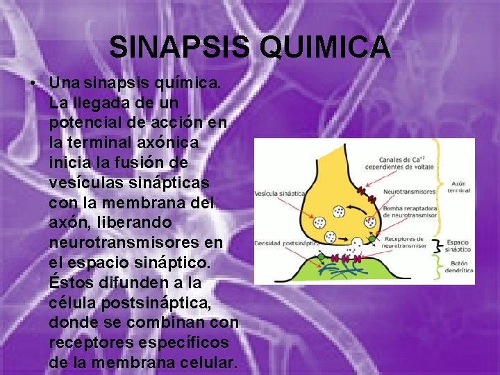 SINAPSIS QUIMICA • Una sinapsis química. La llegada de un potencial de acción en SINAPSIS QUIMICA • Una sinapsis química. La llegada de un potencial de acción en