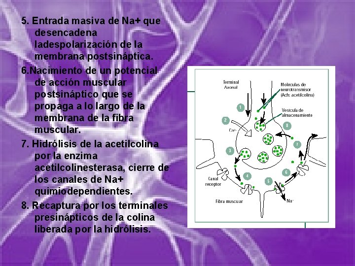 5. Entrada masiva de Na+ que desencadena ladespolarización de la membrana postsináptica. 6. Nacimiento